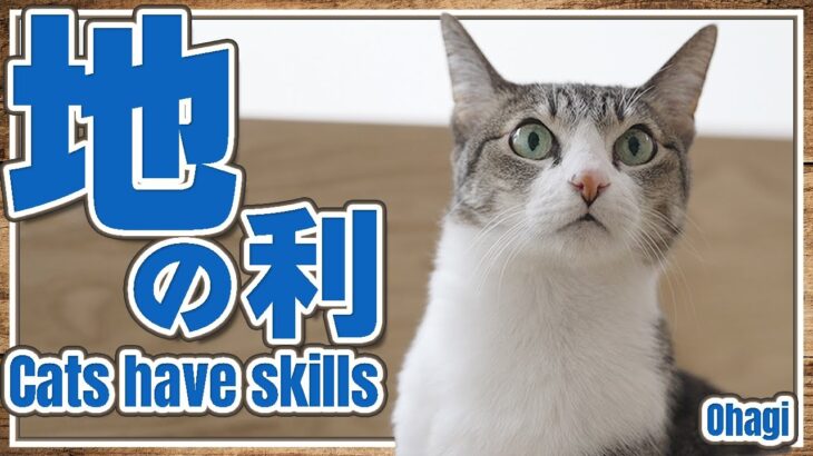 地の利を生かす猫