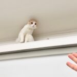 留守番中にカーテンレールから降りられなくなった猫が立ち往生して大変なことになってました…