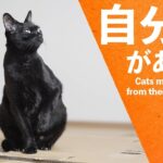 自分軸がある猫