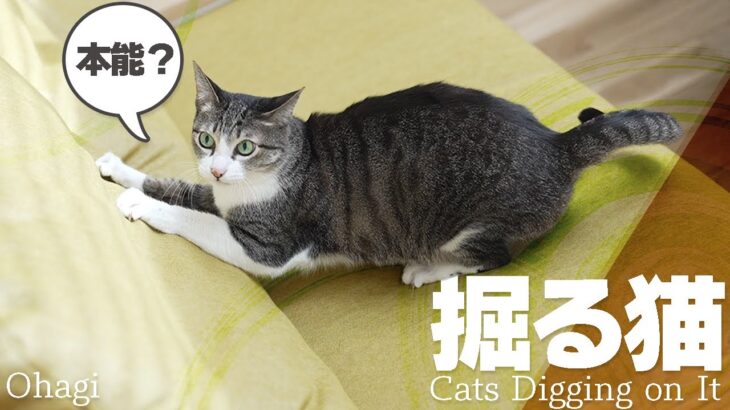 掘る猫【本能】