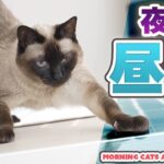 夜派と昼派の猫