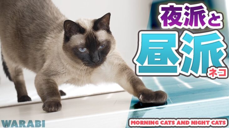 夜派と昼派の猫