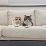 【ご報告】一時活動休止のお知らせ。