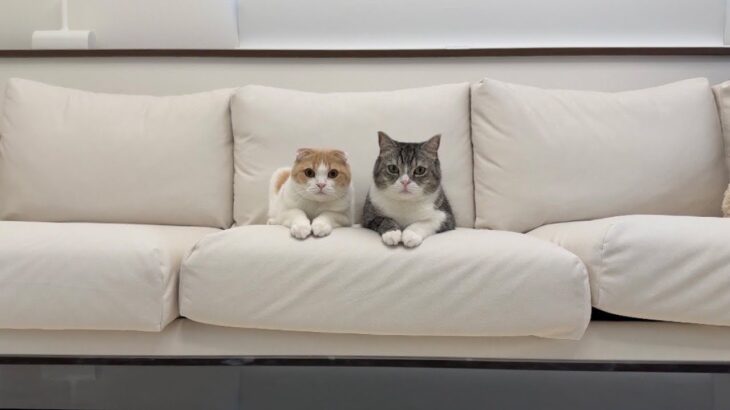 【ご報告】一時活動休止のお知らせ。