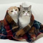 真冬に暖房が故障して寒がりな猫たちがこうなっちゃいました…