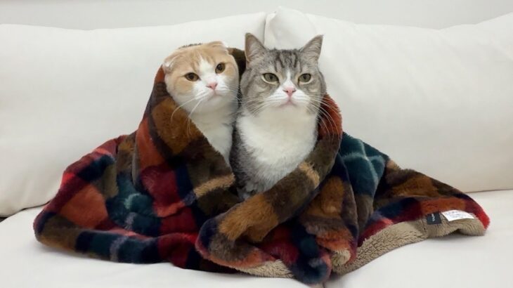 真冬に暖房が故障して寒がりな猫たちがこうなっちゃいました…