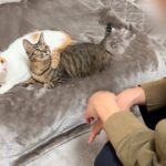 目が覚めたら大好きな弟がいる寝起きドッキリをしたら猫たちの反応が可愛すぎましたwww