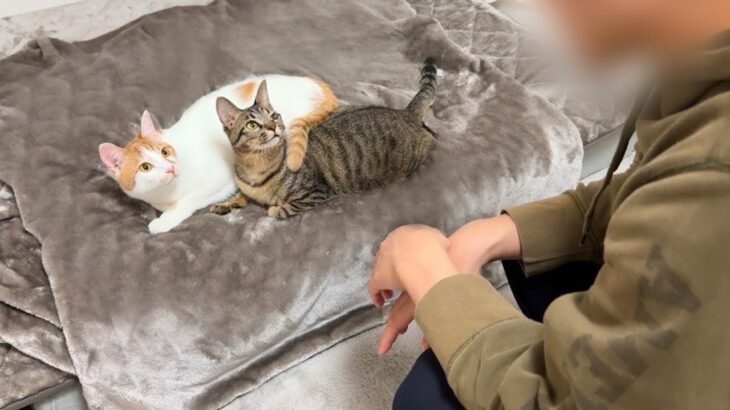 目が覚めたら大好きな弟がいる寝起きドッキリをしたら猫たちの反応が可愛すぎましたwww