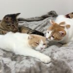 いつまでも子猫気分のニャンズに甘えられて困ってる先輩猫か可愛いすぎましたwww