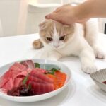お刺身食べてたら魚好きの猫に狙われてこうなっちゃいました…www
