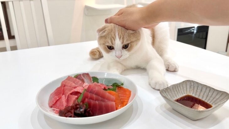 お刺身食べてたら魚好きの猫に狙われてこうなっちゃいました…www