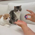 猫たちの前で練習したマジックを披露してみたらリアクションが可愛すぎましたwww