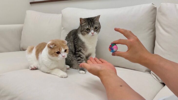 猫たちの前で練習したマジックを披露してみたらリアクションが可愛すぎましたwww