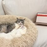 寝てる猫たちの枕元にプレゼントを置いたら起きたときの反応が可愛すぎましたwww