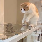 何度注意しても猫がレンジフードに乗るのでアルミホイルを敷いてみたら反応が100点すぎましたwww
