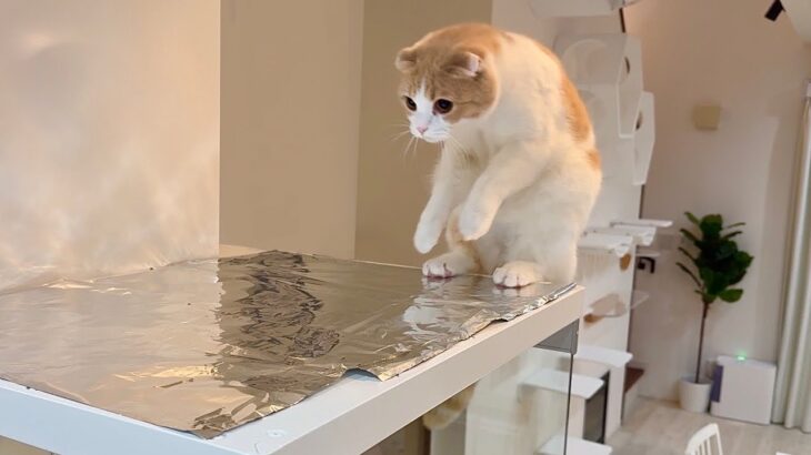 何度注意しても猫がレンジフードに乗るのでアルミホイルを敷いてみたら反応が100点すぎましたwww