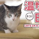 猫と温かい日和2025
