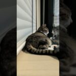 まったり午後の猫🐱 – A cat relaxing in the afternoon – #shorts #cat