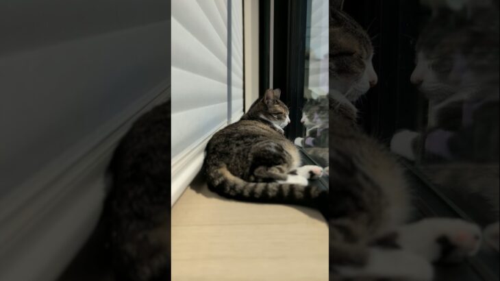 まったり午後の猫🐱 – A cat relaxing in the afternoon – #shorts #cat