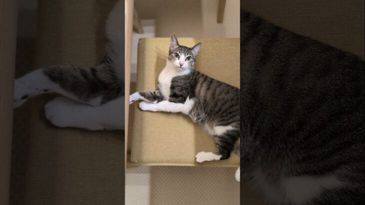 椅子でくつろぐ猫🐱 – A cat relaxing on a chair – #shorts #cat