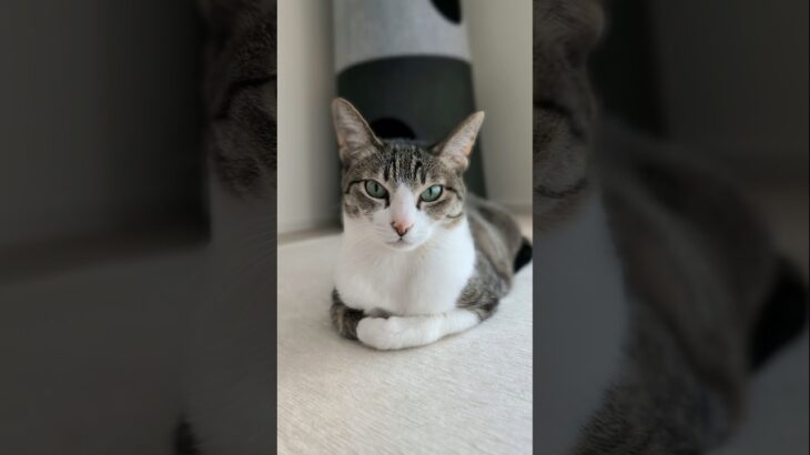 座り猫😺 – A cat sitting on the floor – #shorts #cat