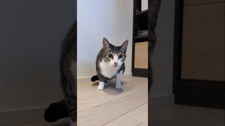 狙いを決めた猫😺 – A cat targeting on it – #shorts #cat