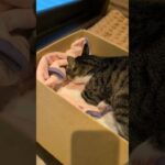 猫のふみふみ前🐱 – Before cats kneading a blanket – #shorts #cat
