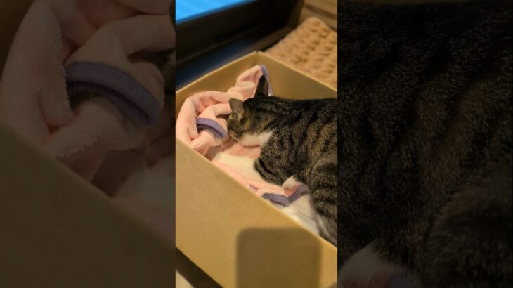 猫のふみふみ前🐱 – Before cats kneading a blanket – #shorts #cat