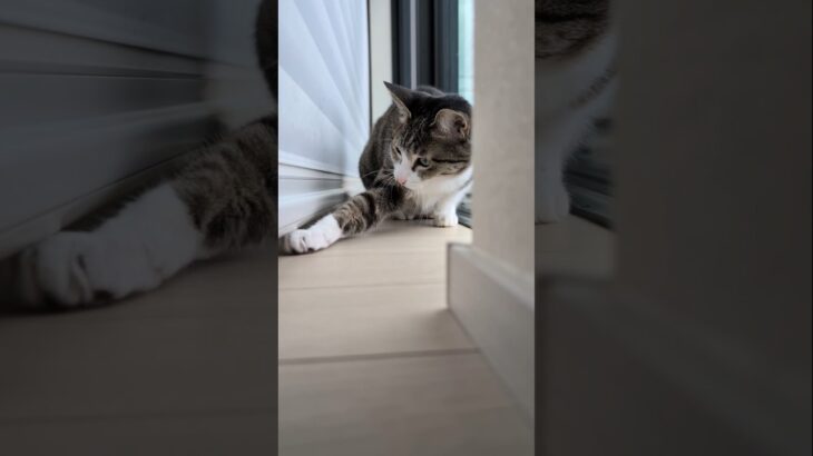 猫のカーテンレールパンチ😺 – Cats Punching – #shorts #cat