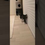 猫しっぽユラユラ😺 – Cats Tail Waving – #shorts #cat