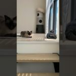 猫の体が大きいとこうなる😺 – Funny Cats – #shorts #cat