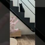 黒猫を呼ぶ方法🐱 – How to a black cat to come – #shorts #cat