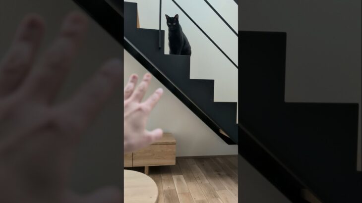 黒猫を呼ぶ方法🐱 – How to a black cat to come – #shorts #cat