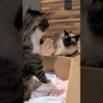 オーラで威圧する猫🐱 – My cat’s got an aura – #shorts #cat