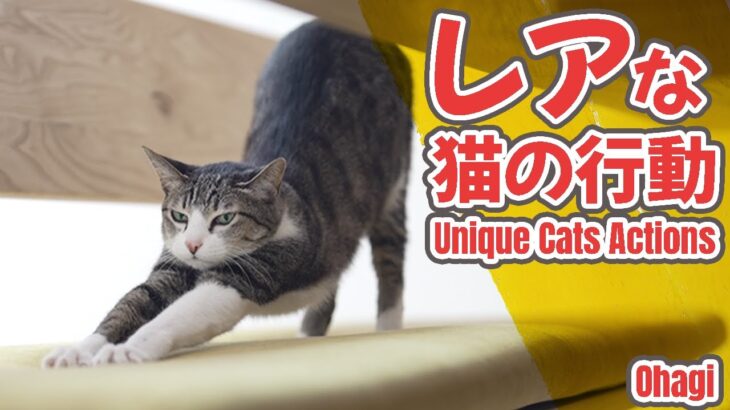 珍しいレアな猫の行動