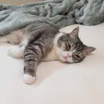 朝起きたらもち様が脱水症状でぐったりしてしまいました…