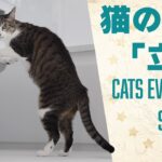 猫の進化「立つ」