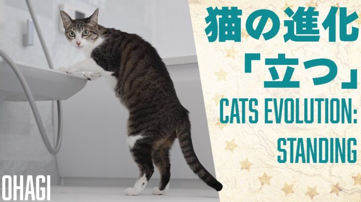 猫の進化「立つ」