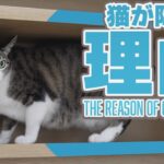 隠れる猫の理由