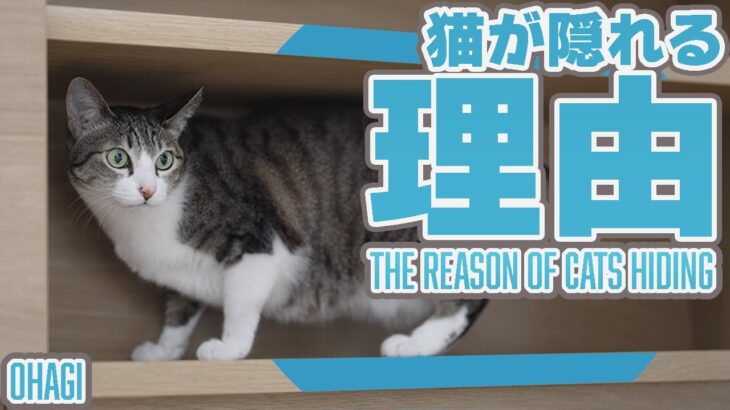 隠れる猫の理由