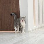 治療のために何度も病院に連れて行かれて人間不信になった猫が家出しようとしてました…