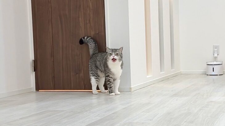 治療のために何度も病院に連れて行かれて人間不信になった猫が家出しようとしてました…