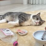 脱水症状を起こした猫になんとか水を飲ませようとしたらこうなっちゃいました…