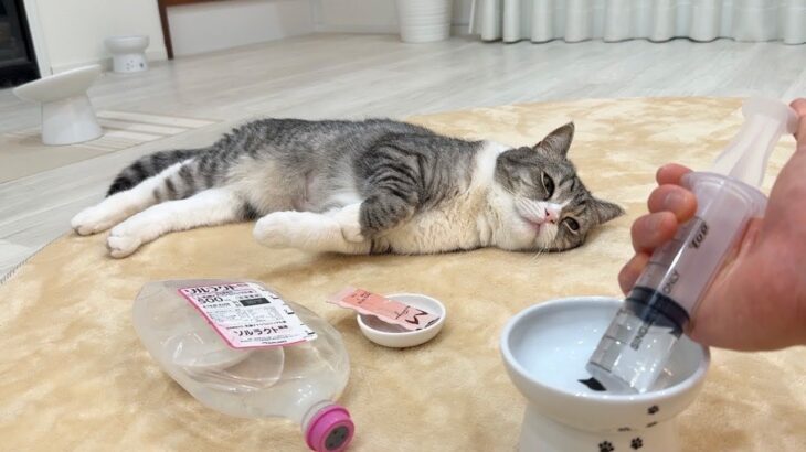 脱水症状を起こした猫になんとか水を飲ませようとしたらこうなっちゃいました…