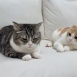 大嫌いな動物病院に入院させられた猫が帰ってきてからずっと不貞腐れてこうなっちゃいました…