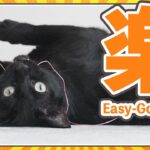 猫の世話は楽ちんに