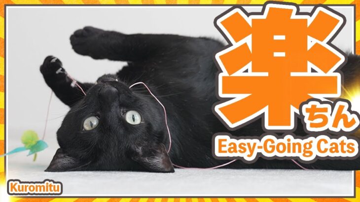 猫の世話は楽ちんに