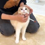 おやつと一緒に飲まされたサプリが激苦で猫がこうなっちゃいました…
