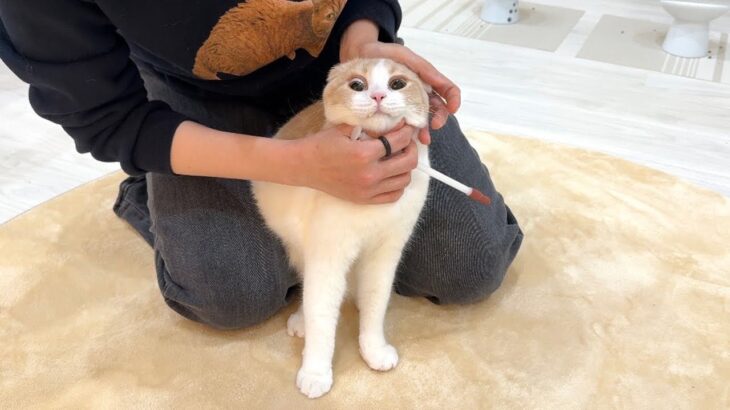 おやつと一緒に飲まされたサプリが激苦で猫がこうなっちゃいました…