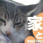 家猫とは